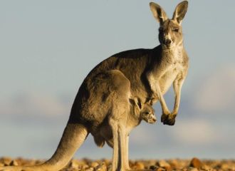 Kangourous