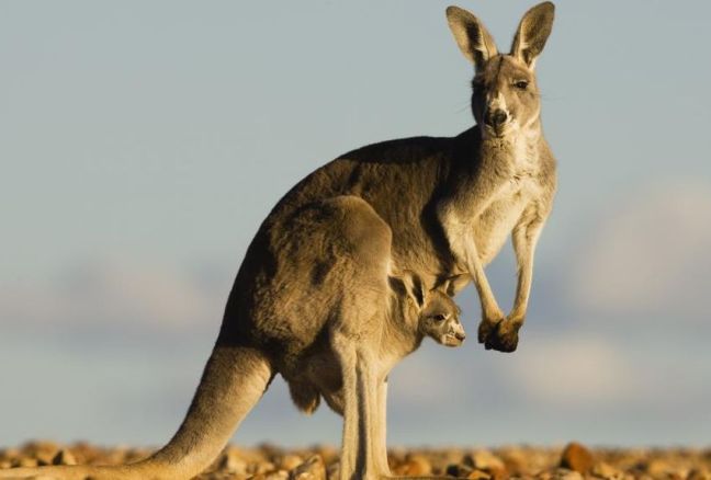 Kangourous